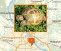 Где купить черепаху в Новосибирске?